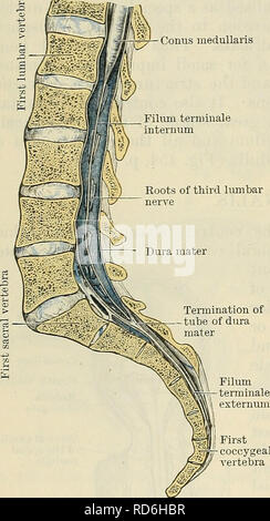 . Cunninghams Lehrbuch der Anatomie. Anatomie. 518 DAS NERVENSYSTEM. Am Rand des Foramen magnum das Rückenmark medulla wird kontinuierlich mit der Medulla oblongata des Gehirns, während unten, er verjüngt sich schnell bis zu einem Punkt und bildet eine konische Extremität bezeichnet die conus medullaris. Eroin Ende des conus medullaris Eine schlanke glitzernden thread nach unten in den Wirbelkanal verlängert und schließlich Anker das Rückenmark medulla an der Rückseite des Steißbein. Diese Verlängerung erhält den Namen des Filum terminale. Der Durchmesser des Rückenmark medulla ist sehr viel kürzer als die der t Stockfoto