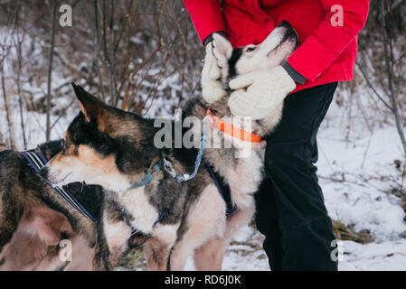 Frau in warme Handschuhe petting Sled Dog vor dem Rennen Stockfoto