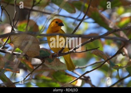 Golden Palm Weaver (Ploceus bojeri) Stockfoto