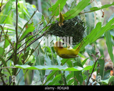 Golden Palm Weaver (Ploceus bojeri) Stockfoto