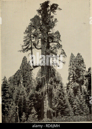 "Der Baum Buch: Ein beliebter Führer zu einem Wissen über die Bäume in Nordamerika und auf ihre Verwendung und Anbau" (1920) Stockfoto