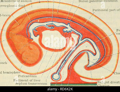 . Cunninghams Lehrbuch der Anatomie. Anatomie. Die PEIMITIVE ALIMENTAEY KANAL. 43 Die erste der beiden Bars ist das Rudiment der Oberkiefer und Unterkiefer Regionen. Es ist Der mandibularbogen genannt. Der zweite ist der hyoid Arch, der Rest sind die Branchial Bögen. Wenn Sie das erste Mal erscheinen die Bögen von der Ebene der dorsalen Wand des Vor-Darm zu den Herzbeutel, aber das Wachstum verläuft. und der Hals ist zwischen dem Kopf und dem herzbeutel entwickelt, der ventralen Enden der Bögen der gegenüberliegenden Seiten treffen sich in der ventralen Wand der primitiven Rachen. Das Wachstum der mandi Stockfoto