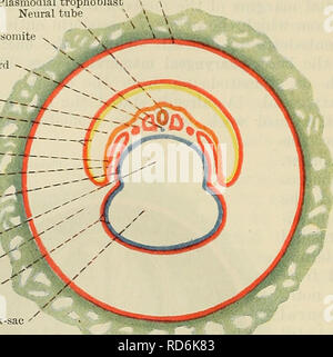 . Cunninghams Lehrbuch der Anatomie. Anatomie. 28 menschliche EMBBYOLOGY. mit jedem anderen runden die mediale Grenze des ccelom. Der seitliche Rand des somatic Mesoderm ist kontinuierlich, am Rand des embryonalen Bereich, mit dem Mesoderm, die auf die Außenfläche der Amnion, und der seitliche Rand des splanchnic Layer wird kontinuierlich mit dem Mesoderm an der Wand der extra-embryonalen oder Eigelb - sac Teil der entodermal Sac. Das paraxiale Mesoderm. - jedem achsparallelen mesodermale Bar bald nimmt die Form des Trophoblast Zellschicht Plasmoclial trophoblast Neuralrohr Mesoderm von chorion Mesod Stockfoto