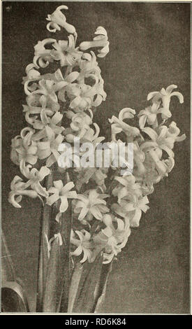 . Currie von Zwiebeln und Pflanzen: Herbst 1911. Blumen Samen Kataloge, Leuchtmittel (Pflanzen) Samen Kataloge; Baumschulen (Gartenbau) Kataloge; Pflanzen, Zierpflanzen Kataloge. CURRIE BROS. Co., HERBST KATALOG 1911 Currie von ausgewählten frühen französischen Roman Hyazinthen Diese sind besonders wertvoll für die Zwingen" und Pot Kultur im Haus, jede Lampe Herstellung von zwei auf sechs Spikes der zierliche, sehr duftende Blumen. Wenn eingepflanzt Anfang September die Sie in Blume im November gebracht werden können, und indem sie sie unter der Abdeckung und bringen in das Licht, wenn gewünscht, eine Suc - Abtretung von Bloom kann bis Mai gehalten werden. Th Stockfoto