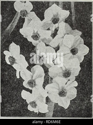 . Currie von Zwiebeln und Pflanzen: Herbst 1928. Blumen Samen Kataloge, Leuchtmittel (Pflanzen) Samen Kataloge; Baumschulen (Gartenbau) Kataloge; Pflanzen, Zierpflanzen Kataloge. Narzisse Poetaz Elvira Narcissus poeticus Poetaz durch Kreuzung - und Polyantlius Sorten dieser neuen perfekt hardy Belastung des Narziss ob war. Abgesehen davon, Hardy, diese Klasse nicht der Starke, sondern disag-reeable Duft der Poly-anthus Sorten nicht haben. Die Blüten sind Larg: e, drei bis vier auf einen Stiel, jede Lampe Lager - zwei oder drei Stängel. Lange ICH 31 Vira - weiß mit gelber Schale Laurens Ivoster - Blumen larg-e, Pure White w Stockfoto