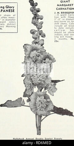 . Currie's 65. Jahr Garten jährliche. Blumen Samen Kataloge, Leuchtmittel (Pflanzen) Samen Samen Kataloge Kataloge; Gemüse; Baumschulen (Gartenbau) Kataloge; Pflanzen, Zierpflanzen Kataloge; Gartengeräte und Zubehör Kataloge. (Alle amerikanischen Auswahl * RITTERSPORN PACIFIC RIESEN MISCHLINGE Diese beoutiful neue Rittersporn in verschiedenen Schattierungen von Blau sind, sagte, die größten in Existenz zu sein, die große, gut geformte Spitzen oft Messen über 3" in diam-eter ond zu gigantischen Höhe wachsen. Pkt., 50 e. KING ARTHUR - Brillante royal Violett mit lorge weiße Biene. Röschen 2V2" über. Lange anmutige sp Stockfoto