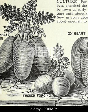 . Currie Bros: 50 - achte Jahr 1933. Blumen Samen Kataloge, Leuchtmittel (Pflanzen) Samen Samen Kataloge Kataloge; Gemüse; Baumschulen (Gartenbau) Kataloge; Pflanzen, Zierpflanzen Kataloge; Gartengeräte und Zubehör Kataloge. MILWAUKEE, Wisconsin Seite 63 Karotte. Kultur - Für den erfolgreichen Anbau von dieser Wurzel der Boden sollte hght werden (sandiger Lehm am besten ist, bereichert das Vorjahr mit Dünger) und tief gepflügt. Für eine frühe Ernte der Samen sollte so früh wie der Boden kann ordentlich gearbeitet werden. Für spätere Ernten kann es gesät Jede tunc werden bis ca. Mitte Juni. Achten Sie darauf, umfassende Stockfoto