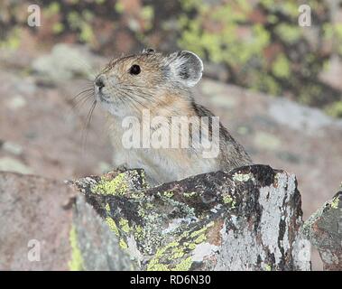 Amerikanische PIKA (Ochotona princeps) (8-19-13) 9000 ft, nur s der Schläger, conejos Co, Co-01 (9592444667). Stockfoto