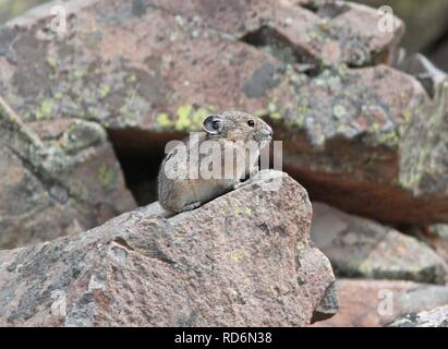 Amerikanische PIKA (Ochotona princeps) (8-19-13) 9000 ft, nur s der Schläger, conejos Co, Co-04 (9592442561). Stockfoto