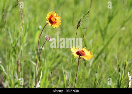 Zwei wilde Decke Blumen wachsen im Gras. Stockfoto