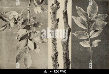 "Der Baum Buch: Ein beliebter Führer zu einem Wissen über die Bäume in Nordamerika und auf ihre Verwendung und Anbau" (1920) Stockfoto