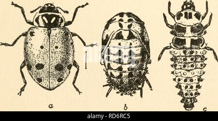 . Die Kultur und die Krankheiten der Sweet Pea. Süße Erbsen; Zuckererbsen. Schädlinge 159 endet. Die Larven wie sie sich aus den Eiern bald beginnen auf sehr kleine in Ihrem Körper Sekten zu füttern ist lang, sehr raue, behaart, und Dunkel mit roten oder gelben Markierung- nungen auf dem Rücken. Sobald Sie erreichen sie Reife Sie bringen sich durch das Heck zu einigen Zweig und verpuppen. Ab diesem Zeitpunkt tritt die Erwachsenen Marienkäfer. Die Geschlechter mate und die Weibchen legen die Eier, die einen neuen Lebenszyklus (Abb. zu beginnen. 33 a bis c). Abb. 33. Die konvergente Dame Käfer (Hippod (Wlia COfl - vergens) ein Feind des süssen Stockfoto