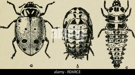 . Die Kultur und die Krankheiten der Sweet Pea. Schädlinge 159 endet. Die Larven wie sie sich aus den Eiern bald beginnen auf sehr kleine in Ihrem Körper Sekten zu füttern ist lang, sehr raue, behaart, und Dunkel mit roten oder gelben Markierung- nungen auf dem Rücken. Sobald Sie erreichen sie Reife Sie bringen sich durch das Heck zu einigen Zweig und verpuppen. Ab diesem Zeitpunkt tritt die Erwachsenen Marienkäfer. Die Geschlechter mate und die Weibchen legen die Eier, die einen neuen Lebenszyklus (Abb. zu beginnen. 33 &Lt;2 bis r).. Abb. 33. Die konvergente Dame Käfer (Hippodomia COH-vergens) ein Feind des Sweet pea aphis, einem erwachsenen Biene Stockfoto