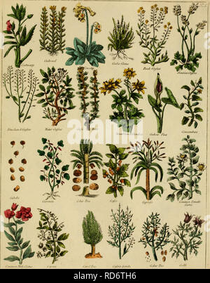 . Culpepper der englische Arzt; und vollständige Kräuter. Botanik, Medizin; Materia medica, Gemüse; Materia Medica; Botanik; Pflanzen, Arzneimittel. . Bitte beachten Sie, dass diese Bilder sind von der gescannten Seite Bilder, die digital für die Lesbarkeit verbessert haben mögen - Färbung und Aussehen dieser Abbildungen können nicht perfekt dem Original ähneln. extrahiert. Culpeper, Nicholas, 1616-1654; Sibley, Ebenezer, 1751-1800. London: Gedruckt für das Thema, und in der britischen Verzeichnis Office verkauft Stockfoto