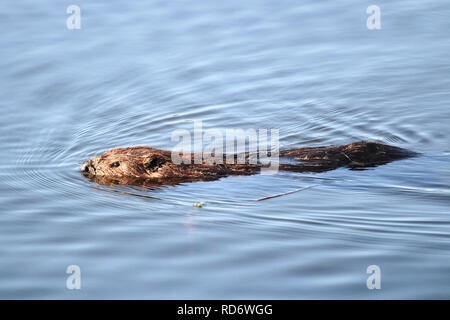 Wellen um ein Biber schwimmen im Wasser. Stockfoto