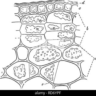 . Grundlagen der Anatomie und Physiologie der pflanzlichen Zelle. Pflanzliche Zellen und Gewebe. Die pflanzlichen Zelle. Membranen auf der Außenseite des Primordialen utricles während dieses Prozesses, die Membranen sekundären Schichten in den übergeordneten - Zelle, wo in Kontakt mit seinen Mauern und laminse einer Partition Division der Eltern-kind-Zelle, wo in Kontakt an der Stelle, an der Kreuzung der beiden sekundären Zellen. Die Anzahl und der Richtung ihrer Septen, hängt ganz von der Anzahl und der Position der Kerne, da jedes dieser der Mittelpunkt einer sekundären Zelle. Den sekundären Zellen exakt füllen die Cavi Stockfoto