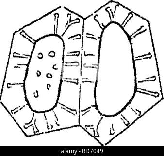 . Grundlagen der Anatomie und Physiologie der pflanzlichen Zelle. Pflanzliche Zellen und Gewebe. Die pflanzlichen Zelle. 13. Bitte beachten Sie, dass diese Bilder sind von der gescannten Seite Bilder, die digital für die Lesbarkeit verbessert haben mögen - Färbung und Aussehen dieser Abbildungen können nicht perfekt dem Original ähneln. extrahiert. Mohl, Hugo von, 1805-1872; Henfrey, Arthur, 1819-1859. London, J. VAN VOORST Stockfoto