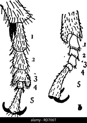 . Ein Handbuch für die Untersuchung von Insekten. Insekten. 566 DIE UNTERSUCHUNG VON INSEKTEN, thorax von oben sichtbar. Diese Vertiefung ist es un-für diese Insekten zu heben ihre Flügel oder erweitern - Abdeckungen beim Fliegen, da die meisten Käfer tun, wie sie in der Lage sind, die Flügel aus den Seiten zu übergeben. Die traurige Blume - Käfer, Etiphoria inelancholica (Eu-pho^-ri-a mel-eine-choKi-ca). - Das ist eine viel kleinere Arten als die Hummeln Blume - Käfer, Messen kaum einen Zentimeter in der Länge. Es ist fast schwarz, mit unregelmäßigen Quer weiße Linien auf dem Flügel - abdeckt. Wir haben mehrere Berichte über die Herstellung von injuri empfangen Stockfoto