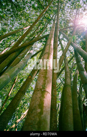 Riese oder Dragon Bambus (Dendrocalamus giganteus) - Kandy, Sri Lanka Stockfoto