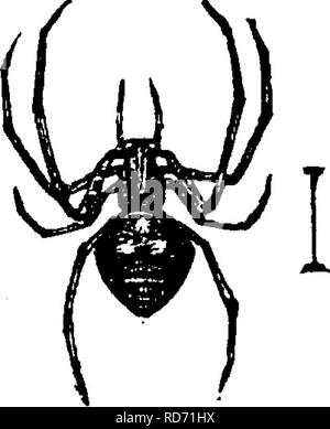 . Ein Handbuch für die Untersuchung von Insekten. Insekten. Abb. 37. - Angesichts der Abb. 38. - Fuß spider Abb. ^g.-^ Mimetus Haus Spider. Mit drei Krallen. inter/ecior. Region, die durch die Augen (Abb. belegt. 37); die Augen sind in zwei Zeilen ein; und die Füße sind mit drei Krallen (Abb. eingerichtet. 38). Diese Familie umfasst viele Arten, die in der Tat die größte aller der Familien von Spinnen. Abbildung 39 stellt eine weit verbreitete Arten. Obwohl das Haus spinnen die vertrautesten Mem sind Mitglieder dieser Familie, die größere Anzahl von Arten Spinnen ihre Netze in den Feldern in Büschen. Diese Netze bestehen in der Regel aus einem flachen Stockfoto