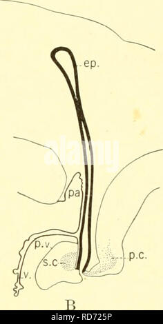 . Die knorpelfischen Fische. Chondrichthyes. Abb. 214. Stufen A und B in der Entwicklung der Epiphyse region Acanthios. (Von Minot.) Ep., Epiphyse, Pa., paraphysis; s. c, posterior Commissure; s. v., postvelar Arch; s. c, Superior commissure; v., velum. in Form und verjüngt sich. l) Bestätigung des Rückenmarks. Es ist aus diesem Segment, dass die meisten der Hirnnerven auftreten; alle in der Tat außer den ersten vier ihren Ursprung hier. INTEENAL ANSICHT DES GEHIRNS EINE Sagittalschnitt durch das Gehirn ol Scymnus (Abb. 213 b) zeigt innerhalb der medulla der großen Hohlraum des vierten Ventrikel. Am Boden und an der Seite Stockfoto