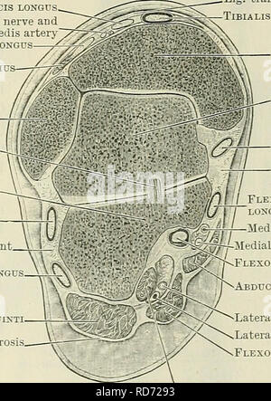 . Cunninghams Lehrbuch der Anatomie. Anatomie. Die FASZIE und die Muskeln des Beines und Fußes. 423 peronaeus Retinaculum bindet sie gesondert auf die Seitenflächen des calcaneus. Das ligamentum transversum cruris (O.T. anterior ringförmige Ligament, oberes Band), breit und undefiniert in der proximalen und distalen Ränder, erstreckt sich über die Vorderseite der Knöchel zwischen den beiden malleoli. Diese Band bindet bis zum distalen Ende des Schienbeins die Sehnen des tibialis anterior und extensor Muskeln der Zehen. Eine synovial Mantel darunter gefunden, um die Sehne des tibialis anterior. L Stockfoto