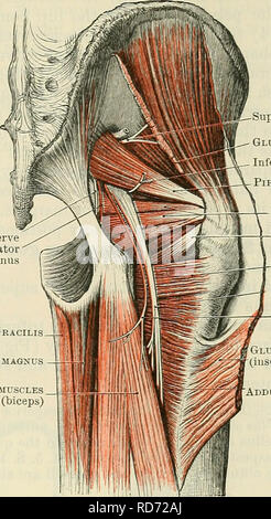 . Cunninghams Lehrbuch der Anatomie. Anatomie. Die MUSKELN DES GESÄSS. 417 medius, fleischigen Fasern aus dem dorsum ilii zwischen den vorderen und inferior gluteal Linien (Abb. 369, S. 415). Dieser Muskel ist fan-förmig und ihre Fasern konvergieren die antero-Winkel der größere tro-chanter, in der Anterioren sur eingefügte Gesicht des Trochanter major, und manchmal auch in den vorderen Teil der überlegenen Grenze (Abbn. 361, S. 407 und 373). Es ist auch in die GAP eingeführt - sule des Hüftgelenks. Ein Bursa ist unterhalb der Sehne in Front des Trochanter major platziert. Pudendal Nerv N Stockfoto