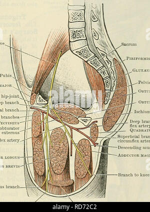 . Cunninghams Lehrbuch der Anatomie. Anatomie. Die Muskeln auf der medialen Seite des Oberschenkels. 413 gesamte Länge der Linea aspera; (3) in die medial epicondylic Zeile des Femur; (4) In die Adduktoren Tuberkel auf der medialen Condylus des Femur; und (5) in die medial intermuscular Septum (Abb. 365, S. 410). Der Teil der Muskel zu den Raum angebracht proximal zum linea Aspera ist oft vom Rest der adductor minimus getrennt. Die Befestigung der Muskel der epicondylic Ridge ist für den Durchgang von der femoral Gefäße in der Kniebeuge Fossa unterbrochen. Die Anlage an die Stockfoto