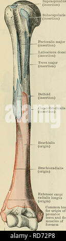 . Cunninghams Lehrbuch der Anatomie. Anatomie. 376 Die MUSCULAK SYSTEM. Größere Tuberkel des Humerus und in die Kapsel der Schulter - eine gemeinsame, von Fleischigen Fasern iuto der posterioren Aspekt der chirurgischen Hals und die Welle des Humerus distal des tuberkel für ungefähr einen Zoll (Abb. 341, S. 380). Es ist von der teres Major durch die lange oder skapulier Kopf des Trizeps getrennt und von der posterioren Zirkumflex Schiffe des Humerus und der Axillären Nerv. Seine Herkunft ist durch die zirkumflex Skapulier Arterie durchbohrt. Der Muskel wird durch den tiefen Faszie unter Beifügung der untergrätenmuskel investiert. Stockfoto