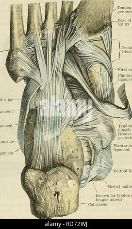 . Cunninghams Lehrbuch der Anatomie. Anatomie. 356 Die AKTICULATIONS OE GELENKE. fortlaufende mit der tibionavicular Teil der Deltamuskel Bänder des Sprunggelenks - gemeinsame Die plantar Aspekt dieser Bänder werden in Kontakt mit der Sehne des Tibialis posterior Muskel, durch die der Kopf des Talus erhält große Unterstützung überlegen es trägt eine Artikuläre Oberfläche, welche Formen eine dreieckige Teil des Composite-Video-Buchse, in dem der Leiter des talus empfangen wird (b) Der Teil der Gabeln calcaneonavicular Ligament (Abb. ist. 325) liegt tief in den vorderen Teil des Sinu Stockfoto