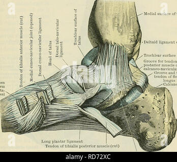 . Cunninghams Lehrbuch der Anatomie. Anatomie. Den KNÖCHEL - GEMEINSAME 353 als die seitlichen Ligament. Es ist proxinially zu einem deutlichen Eindruck befestigt am distalen Teil des Malleolus medialis, und Unten, in einem kontinuierlichen Layer, um das Strahlbein, talus und calcaneus. In Ihm können wir die folgenden speziellen bandsâ (a) Die lig. talotibiale anterius, der sich von der Vorderseite des Malleolus medialis an den Hals des Talus erkennen; (b) Die lig. talotibiale jiosterius, Stretching zwischen der Rückseite des Malleolus medialis und der POSTERO-medialen raue Oberfläche des Talus; (c) Die lig. tibionaviculare, die Stockfoto