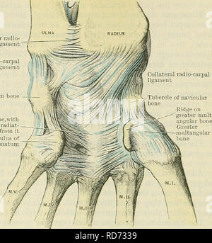 . Cunninghams Lehrbuch der Anatomie. Anatomie. CAEPAL GELENKE. 329 Anterior radio-Ulnare ligament Sicherheiten Radio - carpal Ligament Pisiform Knochen des Radius, sowie leicht auf der Basis der styloid Prozess Der ulna. Einige quer Fasern können gesehen werden, aber die grössere Anzahl pass schräg dis - Tally und medial Der ureas nicht-artic-ular Oberflächen der Strahlbein, lunate und Medial ul"° - carPai triquetral Knochen, während einige von ihnen können sogar so weit das capitate Knochen fortgesetzt werden. Die Fasern aus der Ulna laufen schräg seitlich. Auf seiner tieferen Aspekt dieser Sehne ist Clos Stockfoto