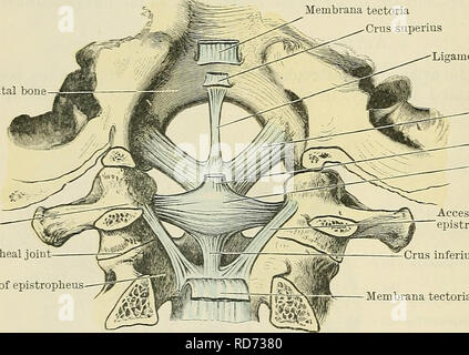 . Cunninghams Lehrbuch der Anatomie. Anatomie. 310 Die ARTIKULATIONEN oder Gelenken. Lig Obturatorium Atlantoepistrophica Posterioren. - Die hintere Abdeckung Hering - epistropheal Ligament (O.T. posterior nach Herzenslust - axoid Ligament) (Abb. 296) belegt die Position, die anderswo wird durch die ligamenta Flava genommen. Es erstreckt sich von der posterioren Bogen des Atlas auf die obere Grenze der vertebralen Bogen Der epistropheus. Lig. Transversum Atlantis. - Die transverse Ligament des Atlas (Abbn. 296 und 297) ist ein starkes Band, legte quer, die rückwärts Bögen hinter dem Hals der Höhlen des epistrop Stockfoto