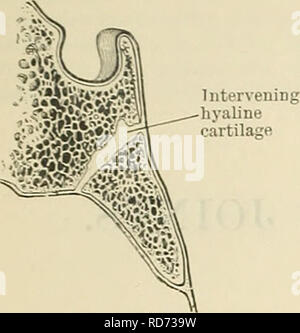 . Cunninghams Lehrbuch der Anatomie. Anatomie. 300 Die ARTIKULATIONEN OE GELENKE.. Abb. 288.-Abschnitt durch die Occipito-Sphenoid syn-chondrosis. verknöcherung, und damit die Ebene der Artikulation ausgelöscht wird, so dass die direkte strukturelle Kontinuität zwischen dem knöchernen Segmente erfolgt. Die wichtigsten Merkmale, die für alle synarthroses sind - (a) kontinuierliche und direkte Union der gegnerischen Oberflächen; (&amp;) keine gemeinsamen Hohlraum; (c) keine Bewegung. Sutura. - Diese Form der synarthrosis ist nur in Verbindung mit den Knochen des Schädels gefunden. In einer großen Zahl von Fällen, die Knochen, die durch Naht artikulieren Stockfoto