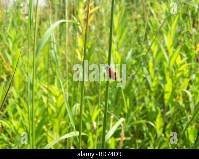 Ameisen - sackkäfer clytra laeviuscula. Stockfoto