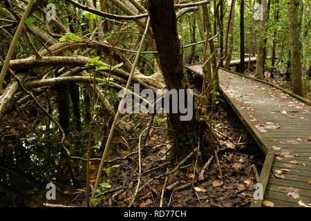 Die Vielfalt der Promenade am Cape Hillsborough National Park, Queensland, Australien Stockfoto