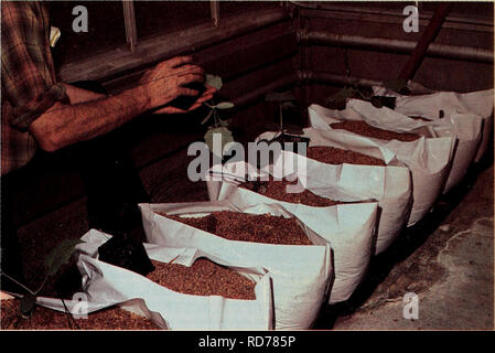 . Kultur Hors Sol de concombres sans Graines de Serre et Abfolgen der Kulturen. Hydroponique; Concombres; SystÃ¨mes de Kultur; Hydroponik, Gurken; Anbausysteme. Abb. 3 Repiquage des Pflanzen de concombres dans les sacs de sciure de Bois, Environ 25 jours Après-ski-le Dekor marrage des graines. pour occuper l'espace disponible tout. Cette mÃ©thode Ein bien fonctionnÃ ©, Mais d'autres Dispositionen pourraient convenir aussi Bien tout. L'Ã©carte- entre les Linien de Pflanzen est de 2,3 ni et Entre les Linien alternÃ©es, de 0,6 m. La superficie ainsi accordÃ©e À chaque Anlage est donc de 0,9 m2, Stockfoto