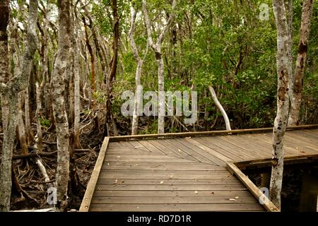 Die Vielfalt der Promenade am Cape Hillsborough National Park, Queensland, Australien Stockfoto