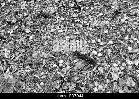 Aboriginal shell Midden die Vielfalt boardwalk am Cape Hillsborough National Park, Queensland, Australien Stockfoto