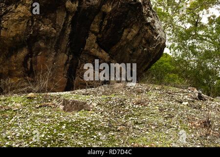 Aboriginal shell Midden die Vielfalt boardwalk am Cape Hillsborough National Park, Queensland, Australien Stockfoto