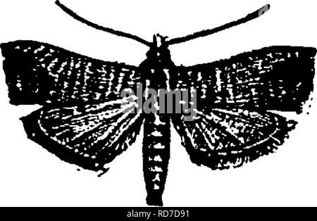 . Ein Handbuch für die Untersuchung von Insekten. Insekten. LEPiDOP TERA, 241 Die codlin - Moth, Carpocapsa pomonella (Auto-po-Cap ist ein pom-o-nel'la) - Dies ist der bekannteste und wohl der wichtigste Insekt Feind der Obst-Züchter. Die Larve ist der Wurm gefunden Fütterung in der Nähe der Kern von wormy Äpfel. Die Erwachsenen (Abb. 288) ist eine wunderschöne kleine Kreatur mit fein meliert Hellgrau oder rosig Vorderflügel. Es gibt einen großen braunen Fleck in der Nähe des Endes der Vorderflügel, und auf diesen Punkt unregelmäßig, goldene Bänder. Der Falter aus der Puppe Zustand im späten Frühjahr und legt Abb. Izz. - Carpo -, . • 1 1 r capsa Pomo 7 Stockfoto