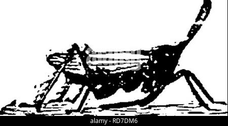 . Ein Handbuch für die Untersuchung von Insekten. Insekten. 152 DIE UNTERSUCHUNG VON INSEKTEN. die Wange unterhalb der Augen. Obwohl die Fulgoridae sind pflanzliche Feeder, keiner unserer Spezies zog die Kenntnisnahme der Landwirte haben. Es gibt jedoch bestimmte exotische Arten, die große Schäden an Kulturpflanzen. Die beiden flankierenden Figuren werden dazu dienen, die wunderbaren Variationen in Form von diesen Insekten zu zeigen; viele andere Arten existieren. Abbildung 185 stellt eine häufige Arten von ^V^^ - zwergwidder (Scollops), die in der grasartigen Orten auftritt. In dieser Gattung der Kopf ist stark verlängert, wie mit der exotischen Kerze - Fiies.. Bitte nicht Stockfoto