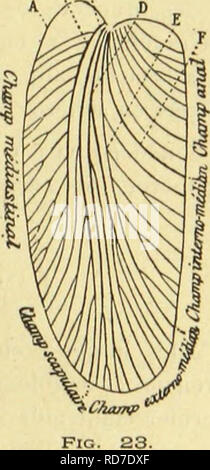 . Forschung pour servir aÌ l'histoire des Insectes Fossilien des temps, preÌceÌdeÌes primaires d'une eÌtude sur la nervation des Ailes des Insectes. Insekten, Fossil; Flügel. LES PALÃ 0 DI.ATT1 DE 417 ventralen n'offre rien d'extraordinaire, Il est Les femelles tronquÃ ©; Au contraire, au lieu de prÃ©Senter, comme les Blattes actuelles, un letzte Arceau ventralen en forme de carÃ ¨ ne, fendu longitudinalement, comme Cela a lieu chez les Peripluneta par Beispiel, ou arrondi comme on le Voit en particulier chez les Blabaru, les Panchlora, Les femelles des Fossilien, dis-je, ont Mez arceau terminÃ© par une Stockfoto