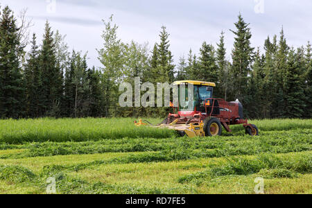 Bauer die New Holland HW345 Mähaufbereiter, die Ernte Erbse & oat Futterpflanze. Stockfoto