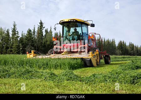 Bauer die New Holland HW345 Mähaufbereiter, die Ernte Erbse & oat Futterpflanze. Stockfoto