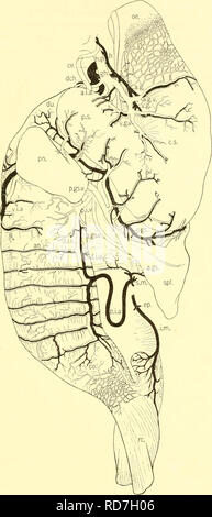 . Die knorpelfischen Fische. Chondrichthyes. Die KNORPELFISCHEN FISCHE 185. Abb. 174. Vaskuläre Versorgung des Verdauungstraktes, Heterodontus francisci. (Duncan Dunning, Del.) a. b., anterior gastrischen Arterie; a. b.v., anterioren Vene des Magens; ein. gs., Ant gastrosplenic Arterie; ein. gs. v., anterior gastrosplenic Vene; A.i., anterior intestinale Arterie; aw., ringförmige Arterie; ce., Zöliakie Achse; Co., Doppelpunkt; c. s., Herz Magen; dch., Ductus choledochus; d. a., Dorsalen intestinale Arterie; d. i. v., Dorsalen intestinale Vene; dw., duodenum; Ep., epigonal Arterie; gli., gastrohepatic; h., Hepatica; Ji. s., hepat Stockfoto