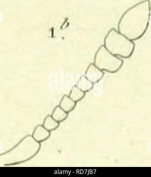 . Histoire Naturelle des Insectes: Gattungen des coleopteres, ou et Kritik aussetzen methodique de tous les Genres schlägt jusqu'Ici dans cet Ordre d'Insekten. Käfer. . Bitte beachten Sie, dass diese Bilder sind von der gescannten Seite Bilder, die digital für die Lesbarkeit verbessert haben mögen - Färbung und Aussehen dieser Abbildungen können nicht perfekt dem Original ähneln. extrahiert. Lacordaire, Theodore, 1801-1870; Chapuis, F. (Fe? licien), 1824-1879. Paris: Librairie de Roret Encyclopediaque Stockfoto