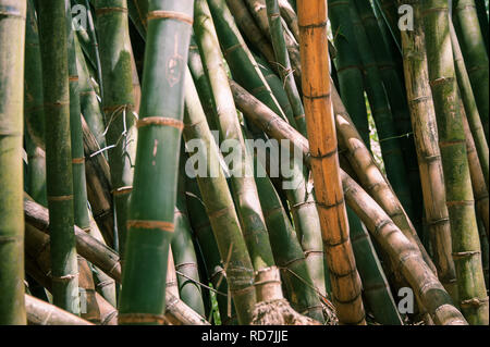 Riese oder Dragon Bambus (Dendrocalamus giganteus) - Kandy, Sri Lanka Stockfoto