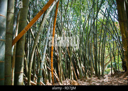 Riese oder Dragon Bambus (Dendrocalamus giganteus) - Kandy, Sri Lanka  Stockfotografie - Alamy