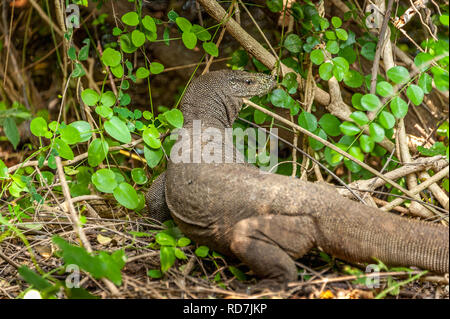 Porträt eines großen Bengal Waran (Varanus Bengalensis), Yala National Park, Sri Lanka. Nahaufnahme Kopf und Hals Markierungen mit Jungle Hintergrund Stockfoto